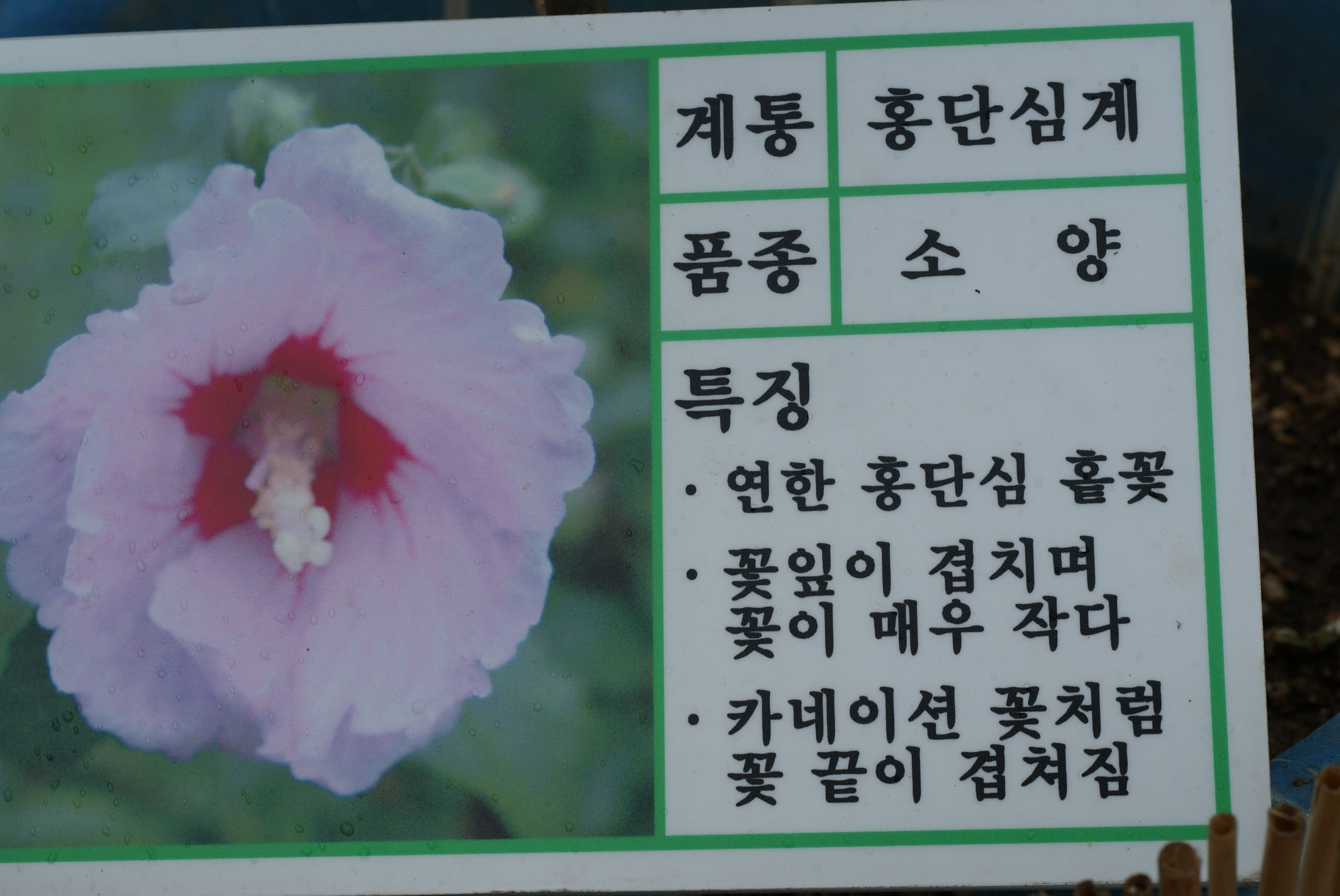 소 양 - 자단심계 무궁화(94품종) - 무궁화연대